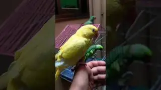 my parrot is coming out now but will not//#shorts