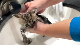 Crunchy Dirty Kittens Get Bath - Weaning Age