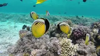 Under Water Color Fishes in a calm sea