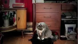 Cat Video, Cats