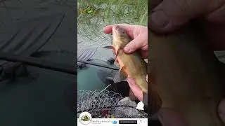 РЫБАЛКА на ПОПЛАВОК. ЛИНЬ🎣🐡💦