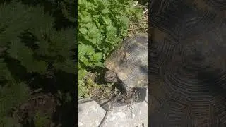 SURPRISE TORTOISE VISITOR IN ABANDONED GARDEN