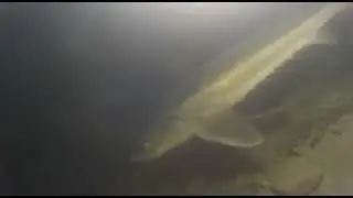 Осётр - ниньзя