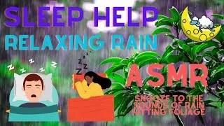 Relaxing Rain - Rainfall on Foliage - Sleep Help - ASMR - Insomnia Help - Bedtime - Night Time