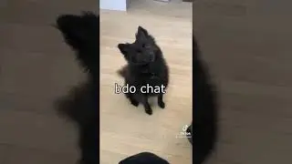 CODES?! BDO Chat (BDO MEME)