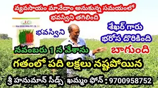 Chilli seeds telugu|Chilli farming telugu|Mirapa vithanalu|Chilli cultivation telugu|Mirchi market