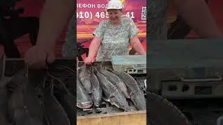 Полный безлимит на вылов осетра