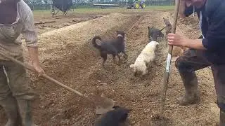 Perros cazando ratas. / Dogs hunting rats.