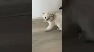 Самый маленький котенок 🐱
