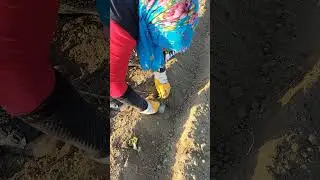 kışlık kıvırcık marul dikimi.