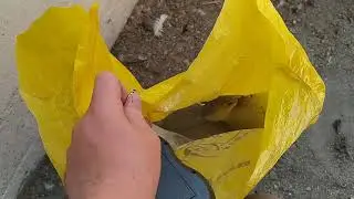 Вес мускусных утят в 60 дней//ИЗАБЕЛЛА
