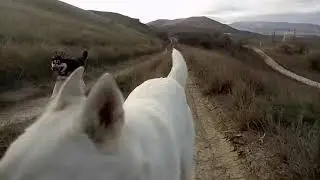 ВДОХНОВЕНИЕ / ХАСКИ / КРЫМ