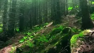 Beautiful Nature Videography | Captured from iPhone 11 | Peaceful Nature Video