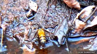 PROSES PENCARIAN SARANG LEBAH MADU HUTAN AKASIA