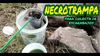NECROTRAMPA/colecta de escarabajos