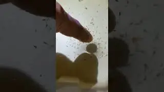 ❤️Ini Penampakan Anakan Ikan Cupang Umur 7 Hari