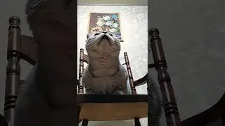 Важнее всего здоровье #юмор #приколы #cat #смешнойкот #смешныекоты #shorts