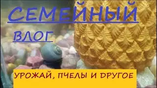 В этом влоге мы вам покажем  всего по-маленьку. Это будет   и пчелы, и урожай, и наши питомцы.