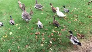 Domestic duck flock flight