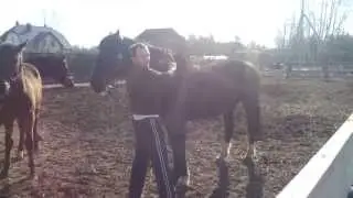 Уроки верховой езды без седла.