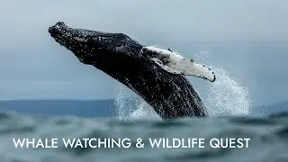 Whale Watching & Wildlife Quest | Shore Excursion | NCL