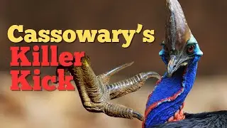 Cassowary's Deadly Kick: The Bird That Strikes Like a Dagger!