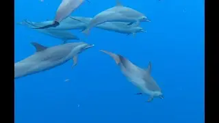A la rencontre des dauphins tachetés
