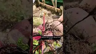 let's talk BEETROOT  #homestead #vegetablegarden #growyourownfood #selfsufficiency #beetroot