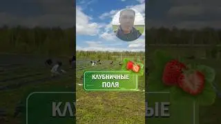 Клубничные поля питомника «Росток» ❤️ 