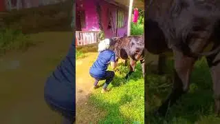 ದೀಪಾವಳಿ ಗೋಪೂಜೆ 🐄🌺🥀🌾💚