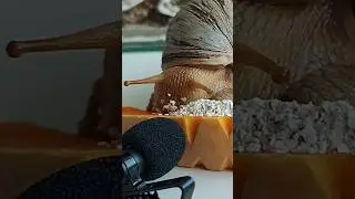 ASMR Snail 