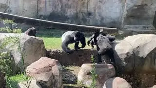 When I went to the zoo and I saw this: thx dad
