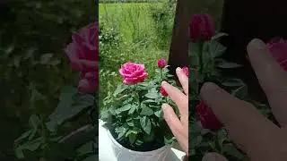 Как я приезжаю в гости к маме парня в Норвегии #життявнорвегії #норвегия #норвегия2024