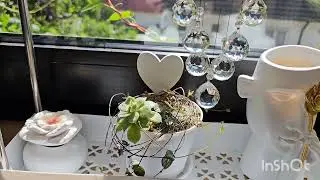 КОМНАТНЫЕ РАСТЕНИЯ ОБЗОР НА КУХНЕ