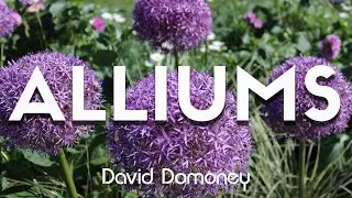 Alliums: Every Google Question Answered