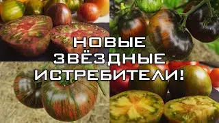 NEW TOMATOES FROM THE STAR FIGHTER SERIES!