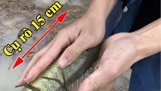 Cá lóc cá rô mê nước kéo lên bờ hứng mưa nằm im cho bắt | THÚ VUI MIỀN TÂY. Tập 541
