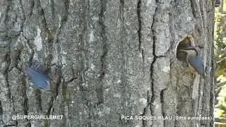 Un gran escalador