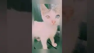 kucing beda warna mata | my little sweety kitty