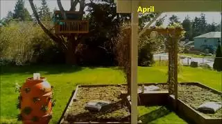Our Backyard Garden 2017 - 6 Months in 6 Minutes