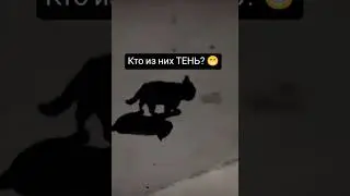 Котики 🐈‍⬛ Кто из них тень? 🙀 #cat #funny #catlover #animals #funnycat #котики #котики #загадка