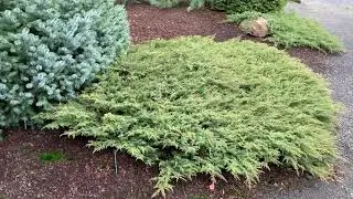 Juniperus communis 'Green Carpet' Dwarf Spreading Common Juniper  January 31, 2020