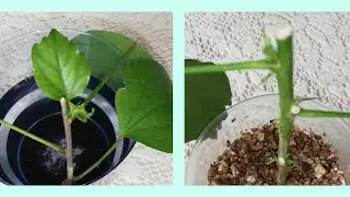 🌺УКОРЕНЕНИЕ ЧЕРЕНКОВ ГИБИСКУСА./Как проходит укоренение черенков гибискуса. Прошло 2 месяца.