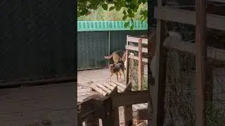 Цезарь и Снежа