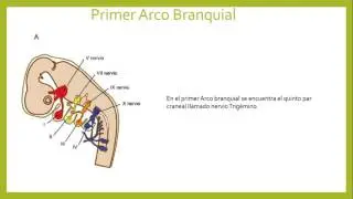 EMBRIOLOGÌA / NERVIOS DE LOS ARCOS FARINGEOS