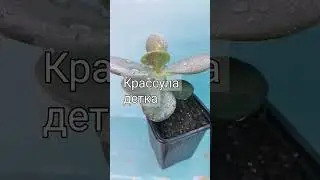 Крассула( толстянка, денежное дерево) 