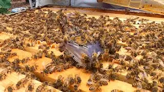 The Elusive Honey Bee Queen