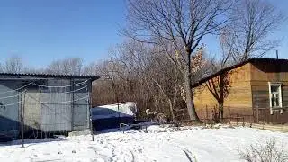Фазан матерится на пса