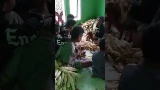 panen jagung