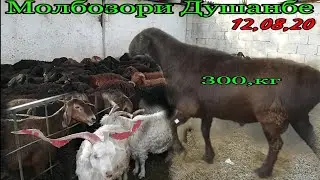 Молбозори Душанбе нархи Гусфанд Кучкор нав Гисарсский Бараны Хисори 2021 г.